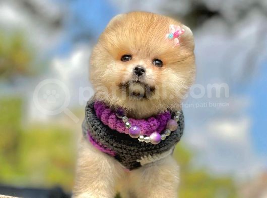 Irk Ve Sağlık Garantili Pomeranian Boo Yavrularımız görsel