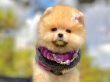 Irk Ve Sağlık Garantili Pomeranian Boo Yavrularımız