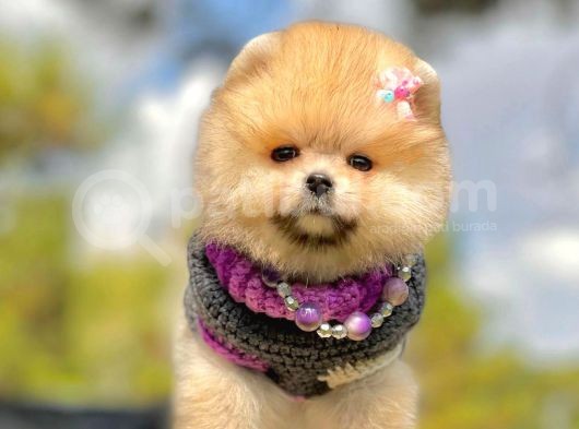 Irk Ve Sağlık Garantili Pomeranian Boo Yavrularımız görsel
