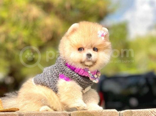 Irk Ve Sağlık Garantili Pomeranian Boo Yavrularımız görsel