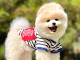 Irk Ve Sağlık Garantili Pomeranian Boo Yavrularımız