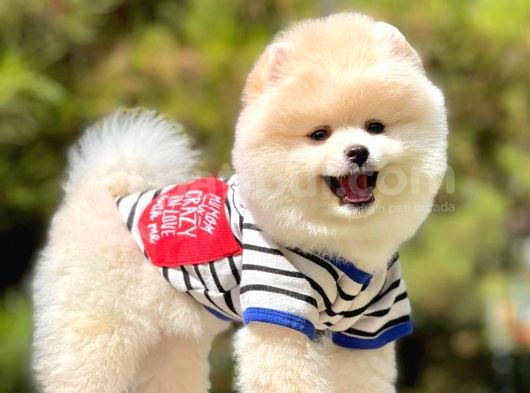 Irk Ve Sağlık Garantili Pomeranian Boo Yavrularımız görsel