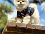 Irk Ve Sağlık Garantili Pomeranian Boo Yavrularımız