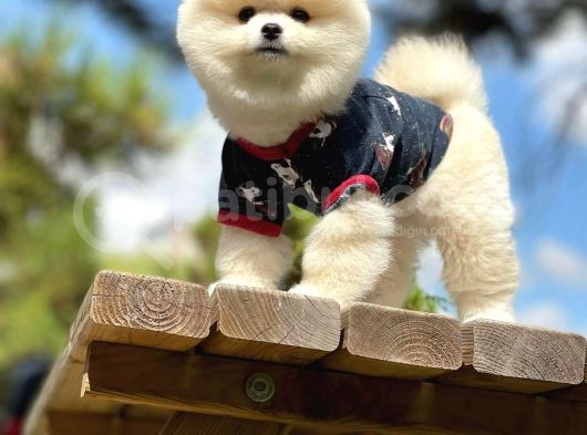 Irk Ve Sağlık Garantili Pomeranian Boo Yavrularımız görsel