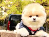 Irk Ve Sağlık Garantili Pomeranian Boo Yavrularımız