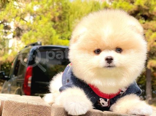 Irk Ve Sağlık Garantili Pomeranian Boo Yavrularımız görsel