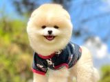 Irk Ve Sağlık Garantili Pomeranian Boo Yavrularımız