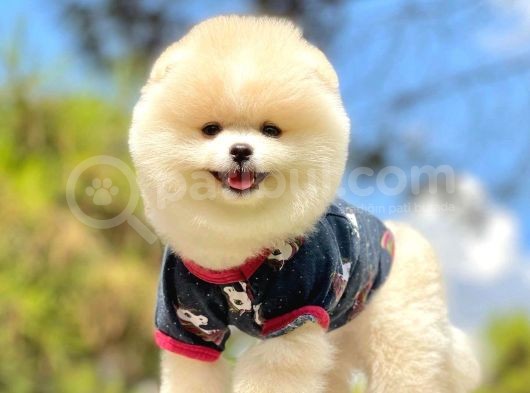 Irk Ve Sağlık Garantili Pomeranian Boo Yavrularımız görsel