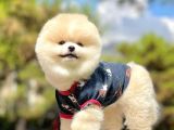 Irk Ve Sağlık Garantili Pomeranian Boo Yavrularımız