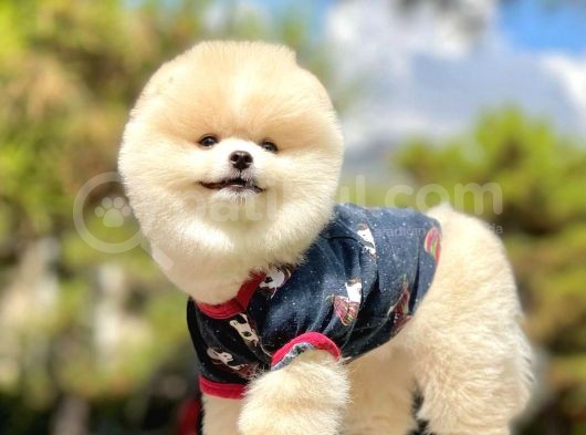 Irk Ve Sağlık Garantili Pomeranian Boo Yavrularımız görsel