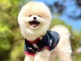 Irk Ve Sağlık Garantili Pomeranian Boo Yavrularımız