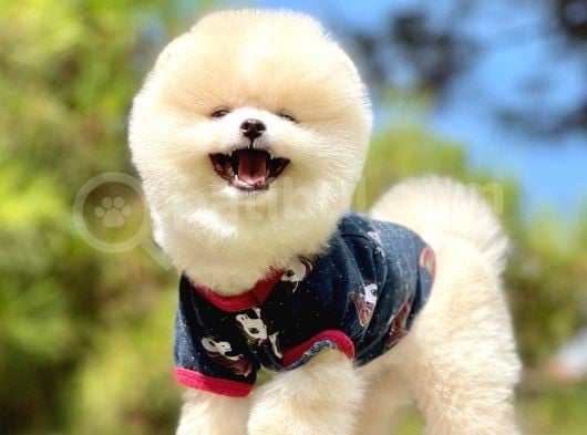 Irk Ve Sağlık Garantili Pomeranian Boo Yavrularımız görsel