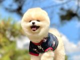 Irk Ve Sağlık Garantili Pomeranian Boo Yavrularımız