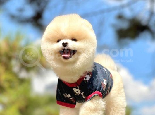 Irk Ve Sağlık Garantili Pomeranian Boo Yavrularımız görsel