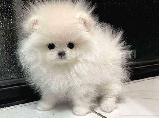 Tea Cup Teed Ybear Pomernian Boo Bebekler