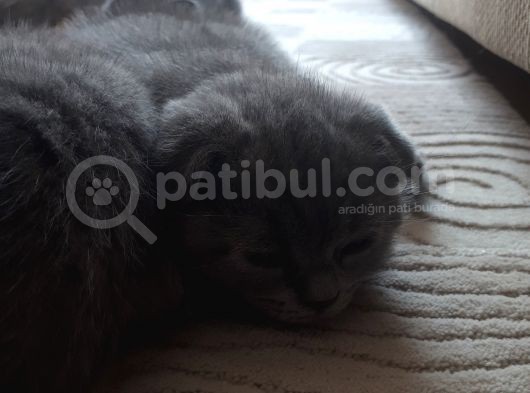 Bi̇rbi̇ri̇nden Tatlı 4 Yavru görsel
