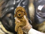 Orjinal Toy Poodle Yavrular