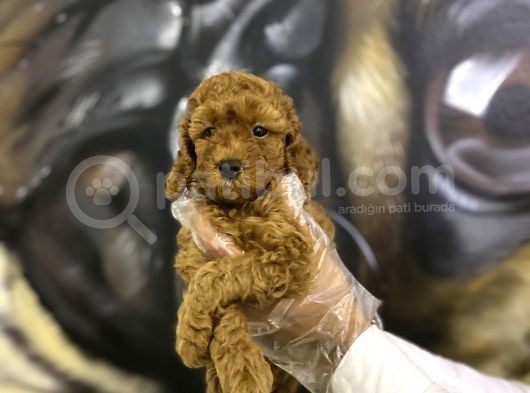 Orjinal Toy Poodle Yavrular görsel