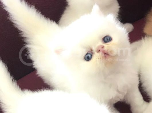 Anne Baba Şecereli Safkan Exotic Bebekler görsel