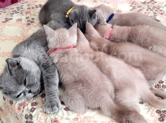 Hepsi Yeni Yuvasına Hazır görsel