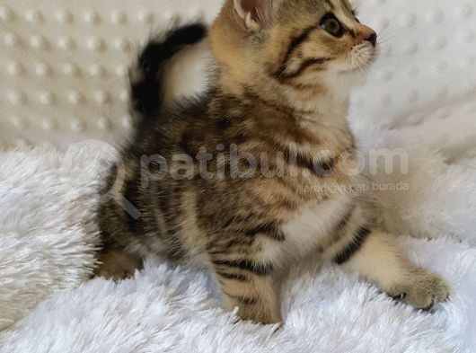 Britişh Shorthair Full Üretim Secereli  Dişi Mermer görsel