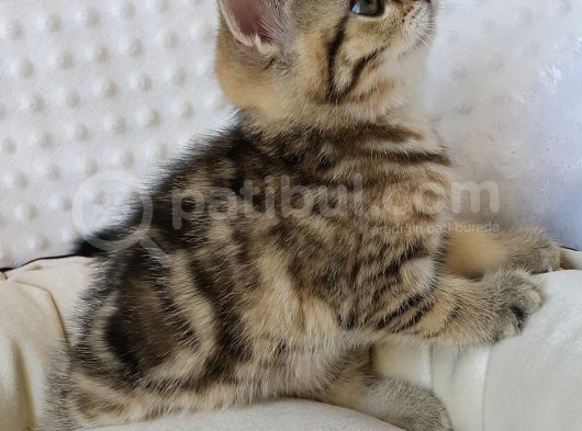 Britişh Shorthair Full Üretim Secereli  Dişi Mermer görsel