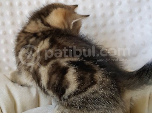 Britişh Shorthair Full Üretim Secereli  Dişi Mermer görsel