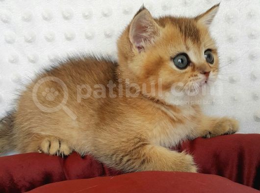 Britişh Shorthair Full Üretim Secereli Erkek Ny 11 görsel