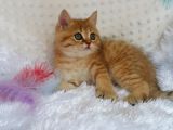 Britişh Shorthair Full Üretim Secereli Tabby Erkek
