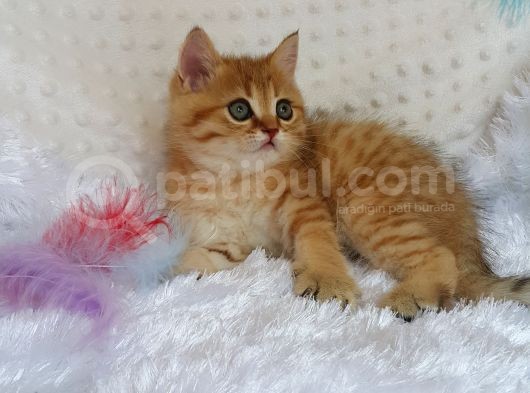 Britişh Shorthair Full Üretim Secereli Tabby Erkek
