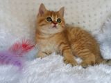 Britişh Shorthair Full Üretim Secereli Tabby Erkek