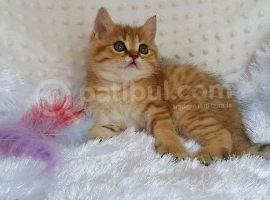 Britişh Shorthair Full Üretim Secereli Tabby Erkek görsel