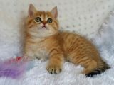 Britişh Shorthair Full Üretim Secereli Tabby Erkek