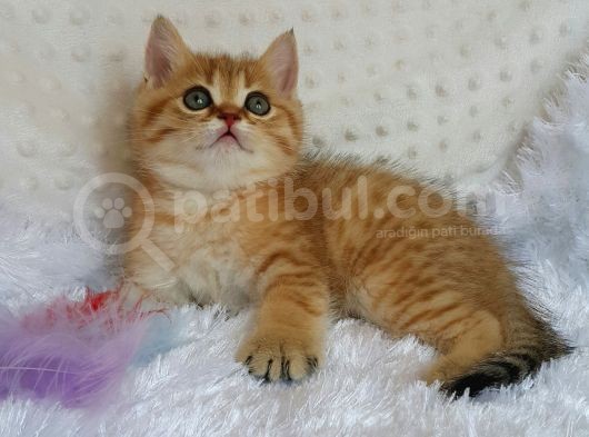 Britişh Shorthair Full Üretim Secereli Tabby Erkek görsel