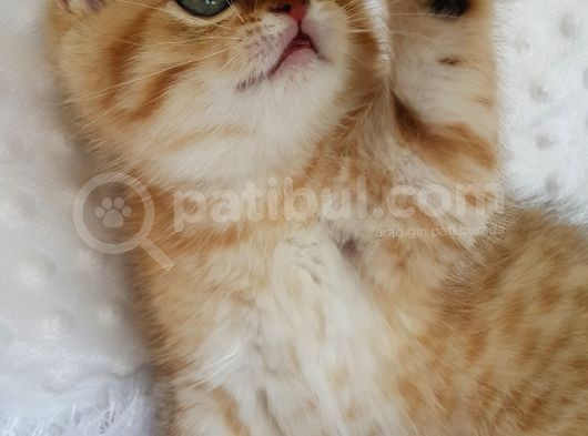Britişh Shorthair Full Üretim Secereli Tabby Erkek görsel