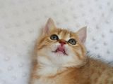 Britişh Shorthair Full Üretim Secereli Tabby Erkek
