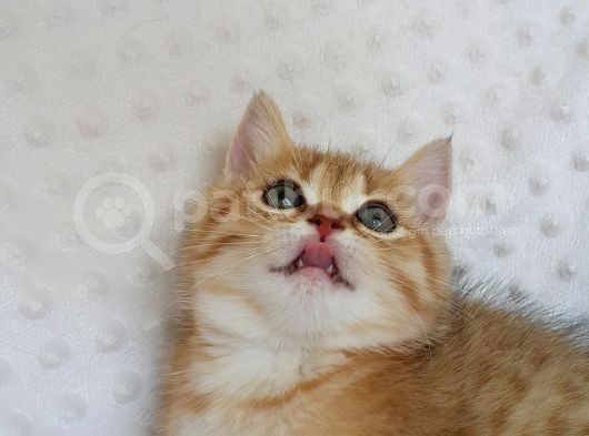 Britişh Shorthair Full Üretim Secereli Tabby Erkek görsel