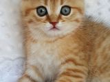 Britişh Shorthair Full Üretim Secereli Tabby Erkek