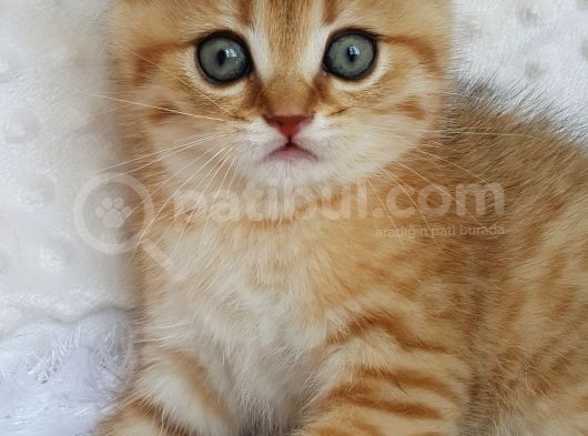 Britişh Shorthair Full Üretim Secereli Tabby Erkek görsel