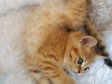 Britişh Shorthair Full Üretim Secereli Tabby Erkek