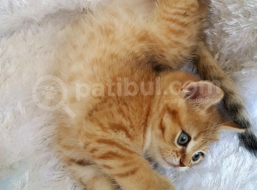 Britişh Shorthair Full Üretim Secereli Tabby Erkek görsel