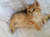 Britişh Shorthair Full Üretim Secereli Tabby Erkek