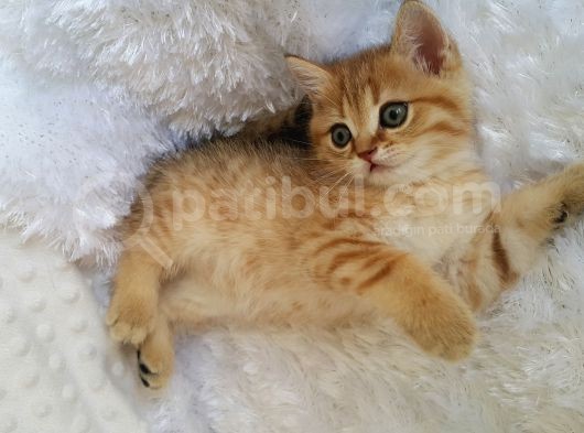 Britişh Shorthair Full Üretim Secereli Tabby Erkek görsel