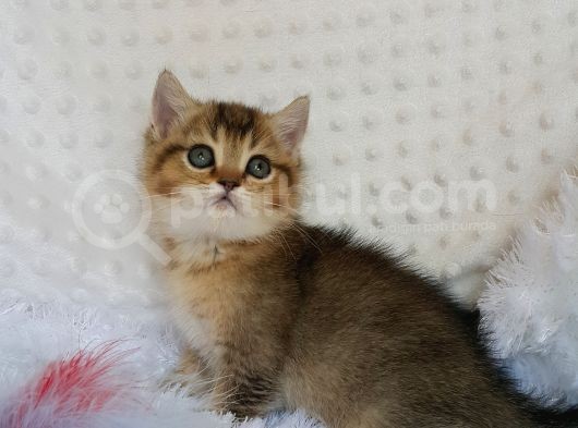 Britişh Shorthair Full Üretim Secereli  Dişi Ny 25 görsel