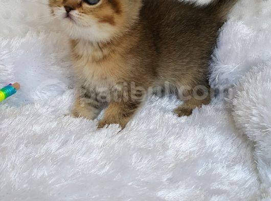 Britişh Shorthair Full Üretim Secereli  Dişi Ny 25 görsel