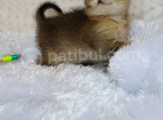 Britişh Shorthair Full Üretim Secereli  Dişi Ny 25 görsel