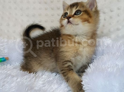 Britişh Shorthair Full Üretim Secereli  Dişi Ny 25 görsel