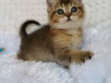 Britişh Shorthair Full Üretim Secereli  Dişi Ny 25