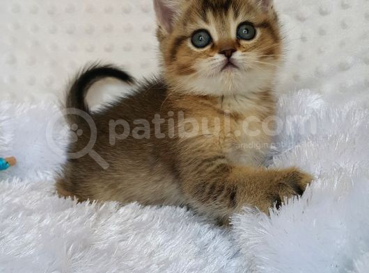 Britişh Shorthair Full Üretim Secereli  Dişi Ny 25 görsel