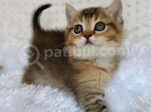 Britişh Shorthair Full Üretim Secereli  Dişi Ny 25 görsel
